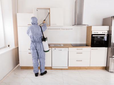 About Raccoon Removal Springfield - raccoon removal experts in Springfield