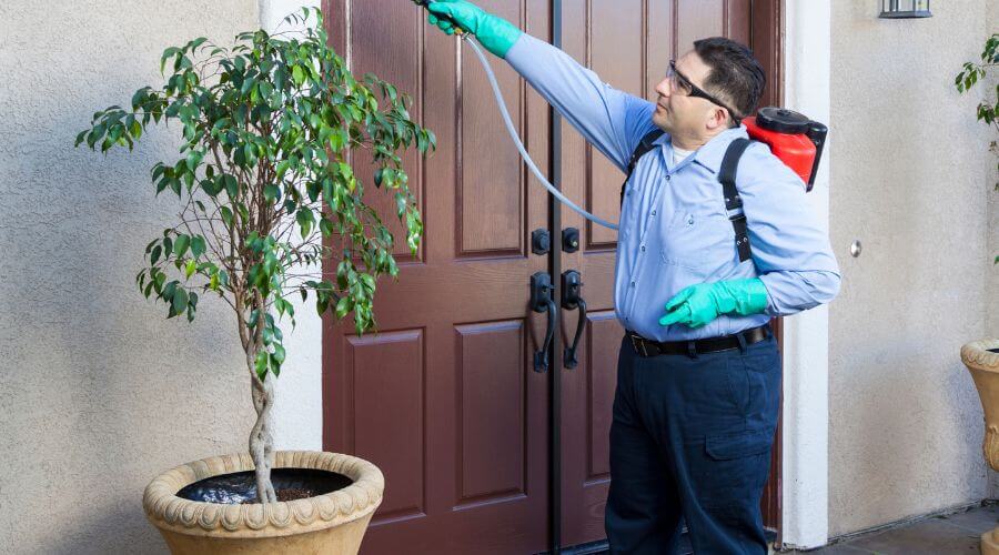 Why choose Raccoon Removal Springfield for raccoon removal in Springfield